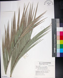 中文名:臺灣海棗(S149083)學名:Phoenix hanceana Naudin(S149083)中文別名:台灣海棗英文名:Formosan date Palm