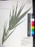 中文名:臺灣海棗(S149084)學名:Phoenix hanceana Naudin(S149084)中文別名:台灣海棗英文名:Formosan date Palm