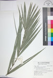 中文名:臺灣海棗(S149085)學名:Phoenix hanceana Naudin(S149085)中文別名:台灣海棗英文名:Formosan date Palm