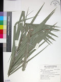 中文名:臺灣海棗(S149086)學名:Phoenix hanceana Naudin(S149086)中文別名:台灣海棗英文名:Formosan date Palm