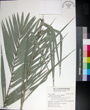 中文名:臺灣海棗(S149087)學名:Phoenix hanceana Naudin(S149087)中文別名:台灣海棗英文名:Formosan date Palm