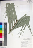 中文名:臺灣海棗(S149091)學名:Phoenix hanceana Naudin(S149091)中文別名:台灣海棗英文名:Formosan date Palm