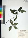 中文名:薄葉玉心花(S149706)學名:Tarenna gracilipes (Hayata) Ohwi(S149706)英文名:Thin-leaf Tarenna