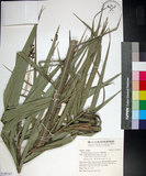 中文名:臺灣海棗(S149747)學名:Phoenix hanceana Naudin(S149747)中文別名:台灣海棗英文名:Formosan date Palm