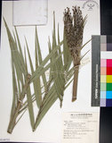 中文名:臺灣海棗(S149751)學名:Phoenix hanceana Naudin(S149751)中文別名:台灣海棗英文名:Formosan date Palm