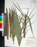中文名:臺灣海棗(S149753)學名:Phoenix hanceana Naudin(S149753)中文別名:台灣海棗英文名:Formosan date Palm