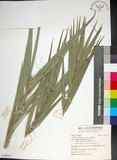 中文名:臺灣海棗(S149755)學名:Phoenix hanceana Naudin(S149755)中文別名:台灣海棗英文名:Formosan date Palm