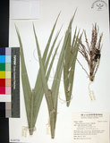 中文名:臺灣海棗(S149756)學名:Phoenix hanceana Naudin(S149756)中文別名:台灣海棗英文名:Formosan date Palm