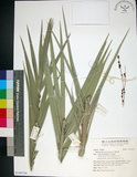 中文名:臺灣海棗(S149759)學名:Phoenix hanceana Naudin(S149759)中文別名:台灣海棗英文名:Formosan date Palm