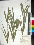 中文名:臺灣海棗(S149761)學名:Phoenix hanceana Naudin(S149761)中文別名:台灣海棗英文名:Formosan date Palm