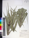 中文名:臺灣海棗(S149764)學名:Phoenix hanceana Naudin(S149764)中文別名:台灣海棗英文名:Formosan date Palm
