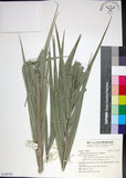 中文名:臺灣海棗(S149765)學名:Phoenix hanceana Naudin(S149765)中文別名:台灣海棗英文名:Formosan date Palm