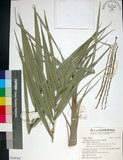 中文名:臺灣海棗(S149768)學名:Phoenix hanceana Naudin(S149768)中文別名:台灣海棗英文名:Formosan date Palm