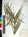 中文名:臺灣海棗(S149769)學名:Phoenix hanceana Naudin(S149769)中文別名:台灣海棗英文名:Formosan date Palm