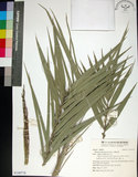 中文名:臺灣海棗(S149770)學名:Phoenix hanceana Naudin(S149770)中文別名:台灣海棗英文名:Formosan date Palm