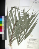 中文名:臺灣海棗(S149772)學名:Phoenix hanceana Naudin(S149772)中文別名:台灣海棗英文名:Formosan date Palm