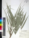 中文名:臺灣海棗(S149774)學名:Phoenix hanceana Naudin(S149774)中文別名:台灣海棗英文名:Formosan date Palm