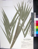 中文名:臺灣海棗(S149777)學名:Phoenix hanceana Naudin(S149777)中文別名:台灣海棗英文名:Formosan date Palm
