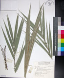 中文名:臺灣海棗(S149778)學名:Phoenix hanceana Naudin(S149778)中文別名:台灣海棗英文名:Formosan date Palm