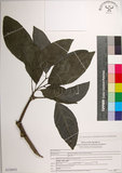 中文名:皮孫木(S150432)學名:Pisonia umbellifera (Forst.) Seem.(S150432)英文名:Malay Catchbird Tree