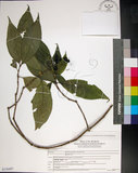 中文名:薄葉玉心花(S150497)學名:Tarenna gracilipes (Hayata) Ohwi(S150497)英文名:Thin-leaf Tarenna