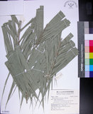 中文名:臺灣海棗(S150902)學名:Phoenix hanceana Naudin(S150902)中文別名:台灣海棗英文名:Formosan date Palm