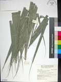 中文名:臺灣海棗(S150904)學名:Phoenix hanceana Naudin(S150904)中文別名:台灣海棗英文名:Formosan date Palm