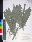 中文名:臺灣海棗(S150907)學名:Phoenix hanceana Naudin(S150907)中文別名:台灣海棗英文名:Formosan date Palm