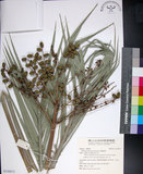 中文名:臺灣海棗(S150973)學名:Phoenix hanceana Naudin(S150973)中文別名:台灣海棗英文名:Formosan date Palm