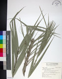 中文名:臺灣海棗(S150974)學名:Phoenix hanceana Naudin(S150974)中文別名:台灣海棗英文名:Formosan date Palm