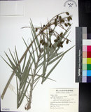 中文名:臺灣海棗(S150975)學名:Phoenix hanceana Naudin(S150975)中文別名:台灣海棗英文名:Formosan date Palm