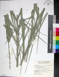 中文名:臺灣海棗(S151011)學名:Phoenix hanceana Naudin(S151011)中文別名:台灣海棗英文名:Formosan date Palm
