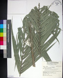 中文名:臺灣海棗(S151015)學名:Phoenix hanceana Naudin(S151015)中文別名:台灣海棗英文名:Formosan date Palm