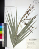 中文名:臺灣海棗(S151416)學名:Phoenix hanceana Naudin(S151416)中文別名:台灣海棗英文名:Formosan date Palm