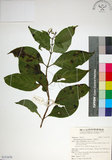中文名:玉葉金花(S151679)學名:Mussaenda parviflora Matsum.(S151679)英文名:Mussaenda