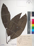 中文名:皮孫木(S153099)學名:Pisonia umbellifera (Forst.) Seem.(S153099)英文名:Malay Catchbird Tree