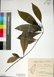 中文名:薄葉玉心花(S153250)學名:Tarenna gracilipes (Hayata) Ohwi(S153250)英文名:Thin-leaf Tarenna