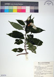 中文名:玉葉金花(S154758)學名:Mussaenda parviflora Matsum.(S154758)英文名:Mussaenda