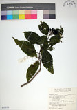 中文名:玉葉金花(S154759)學名:Mussaenda parviflora Matsum.(S154759)英文名:Mussaenda