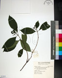 中文名:薄葉玉心花(S154843)學名:Tarenna gracilipes (Hayata) Ohwi(S154843)英文名:Thin-leaf Tarenna