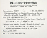 中文名:球果杜英(S154876)學名:Elaeocarpus sphaericus (Gaertn.) Schumann var. hayatae (Kanehira & Sasaki) Chang(S154876)中文別名:早田氏杜英英文名:Hayata Elaeocarpus