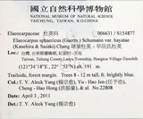 中文名:球果杜英(S154877)學名:Elaeocarpus sphaericus (Gaertn.) Schumann var. hayatae (Kanehira & Sasaki) Chang(S154877)中文別名:早田氏杜英英文名:Hayata Elaeocarpus