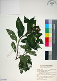 中文名:玉葉金花(S154894)學名:Mussaenda parviflora Matsum.(S154894)英文名:Mussaenda