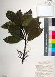 中文名:球果杜英(S154906)學名:Elaeocarpus sphaericus (Gaertn.) Schumann var. hayatae (Kanehira & Sasaki) Chang(S154906)中文別名:早田氏杜英英文名:Hayata Elaeocarpus