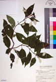 中文名:玉葉金花(S154949)學名:Mussaenda parviflora Matsum.(S154949)英文名:Mussaenda