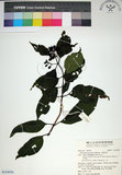 中文名:玉葉金花(S154950)學名:Mussaenda parviflora Matsum.(S154950)英文名:Mussaenda