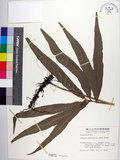 中文名:大線蕨(P000672)學名:Colysis pothifolia (Buch.-Ham. ex D. Don) C. Presl(P000672)拉丁同物異名:Colysis pothifolia (Buch. -Ham. ex D. Don) Presl