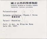 中文名:大線蕨(P001613)學名:Colysis pothifolia (Buch.-Ham. ex D. Don) C. Presl(P001613)拉丁同物異名:Colysis pothifolia (Buch. -Ham. ex D. Don) Presl