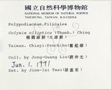 中文名:大線蕨(P002480)學名:Colysis pothifolia (Buch.-Ham. ex D. Don) C. Presl(P002480)拉丁同物異名:Colysis pothifolia (Buch. -Ham. ex D. Don) Presl