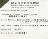 中文名:大線蕨(P002831)學名:Colysis pothifolia (Buch.-Ham. ex D. Don) C. Presl(P002831)拉丁同物異名:Colysis pothifolia (Buch. -Ham. ex D. Don) Presl